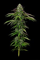 Garlic Budder Auto Feminisiert Saatgut