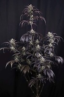 Strawberry Gorilla RF3 Auto Feminisiert Saatgut