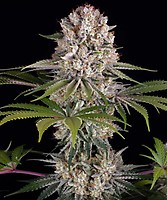 Amnesia Haze Feminisiert Samen