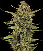 Acapulco Gold Regulär Samen