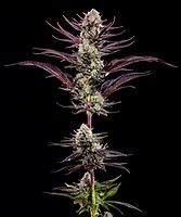 Thin Mint Frosting F1 Feminisiert Samen