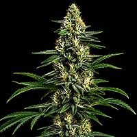 Northern Lights 99 (Brothers Grimm Collab) Feminisiert Samen