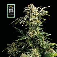 White Widow Feminiseret Frø