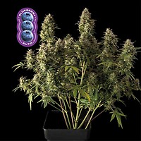 Blueberry Auto Feminiseret Frø