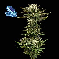 C99 x Blueberry Hurtigt Feminiseret Frø