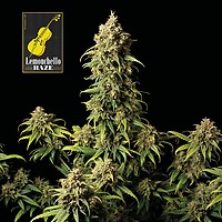 Lemonchello Haze Feminiseret Frø