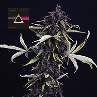 Pink Kush CBD 30:1 Auto Feminiseret Frø