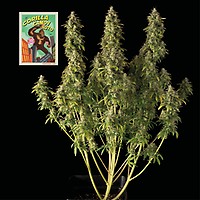 Gorilla Candy Auto Feminiseret Frø