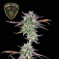 Gelato 41 BX Feminiseret Frø