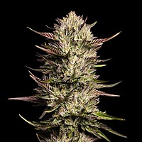 Purple Oreoz F1 Feminiseret Frø