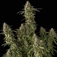 Pineapple OG Auto Feminiseret Frø