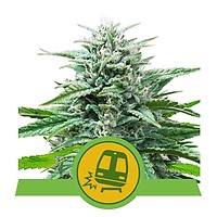 Trainwreck Auto Feminiseret Frø