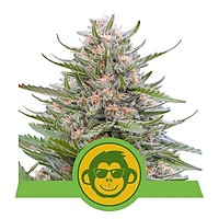 Grape Ape Auto Feminiseret Frø