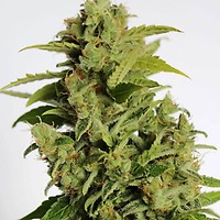 Cherry Bear Kush Auto Feminiseret Frø