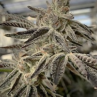 Slurricane IX Feminised Seeds