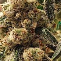 Pluto Cookies IBL Auto Feminised Seeds