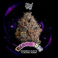 Black Bow Feminised Seeds