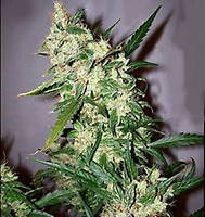 ASH Regular Seeds - 18