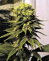 Early Queen Regular Seeds - 18