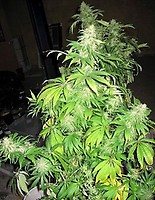 Critical Mass Mr Nice Regular Seeds - 18