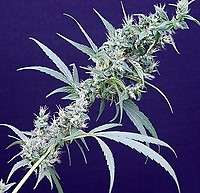 Neville's Haze x Mango Regular Seeds - 18