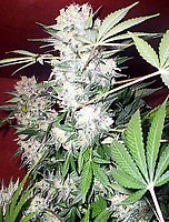 White Russian Regular Seeds - 11