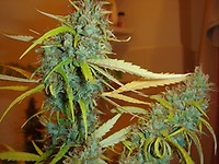 Angel Heart (Mango Haze x Afghan Skunk) Regular Seeds - 18