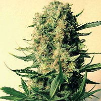 Critical Skunk Regular Seeds - 18