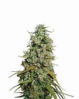 Hawaii Maui Waui Feminised Seeds - 5