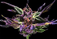 Grand Daddy Purple Regular Seeds - 10