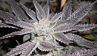 LA Affie Feminised Seeds - 6
