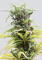 Hawaii Maui Waui Regular Seeds - 10