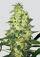 Super Skunk Regular Seeds - 10