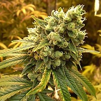 Sour Diesel Feminised Seeds - 5