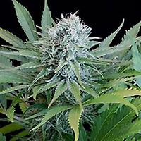 Peach Puree CBD Feminised Seeds - 5