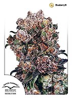 Blueberry Regular Seeds - 10