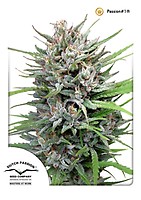 Passion #1 Regular Seeds - 10