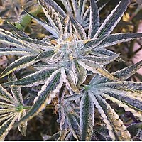 Fruit Tree Feminised Seeds (Gold Collection) - 6
