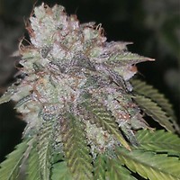 Runtzosa Feminised Seeds - 5