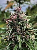 Boax-Hindu CBD Feminised Seeds - 6
