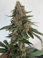 Medtonic CBD Feminised Seeds - 10