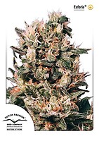 Euforia Feminised Seeds