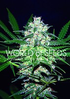 Pakistan Valley Feminised Seeds