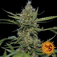 Laughing Buddha Feminised Seeds