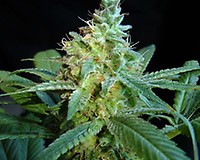 Mataro Blue Feminised Seeds