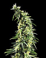 Hawaiian Snow Feminised Seeds