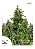 Mazar Auto Feminised Seeds