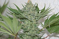 Critical Haze Feminised Seeds