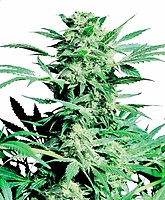 Shiva Skunk Feminised Seeds