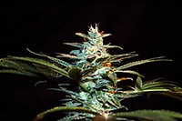NYC Diesel (formerly Ice Cool) Feminised Seeds